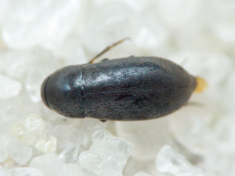 Anaspis